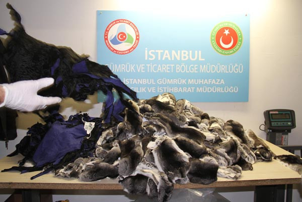 Atatürk Havalimanı'nda ''Çinçila'' alarmı