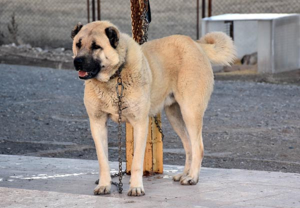 Kangal köpekler teröristlerin kabusu olacak