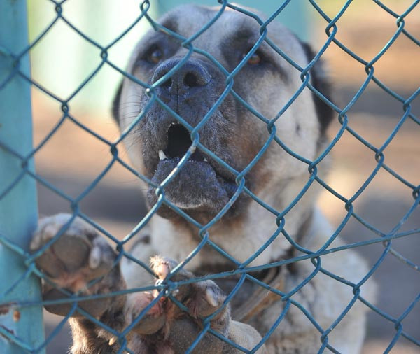 Kangal köpekler teröristlerin kabusu olacak