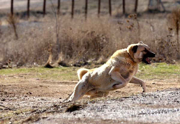 Kangal köpekler teröristlerin kabusu olacak