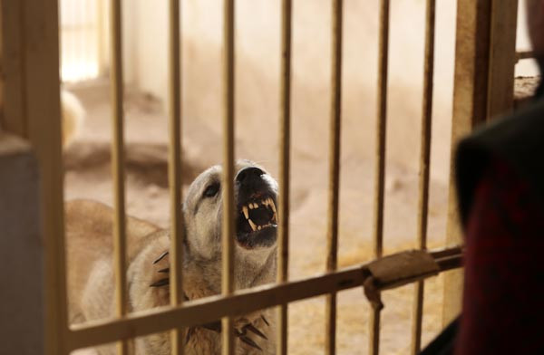 Kangal köpekler teröristlerin kabusu olacak
