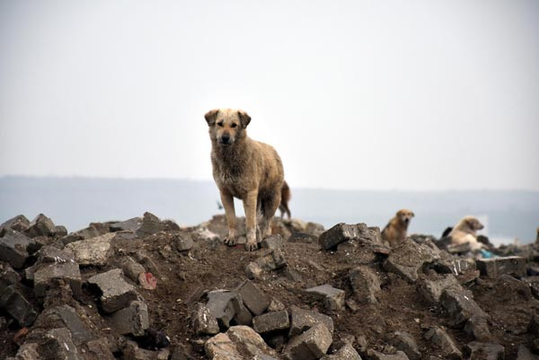 500 köpek ortadan kayboldu !