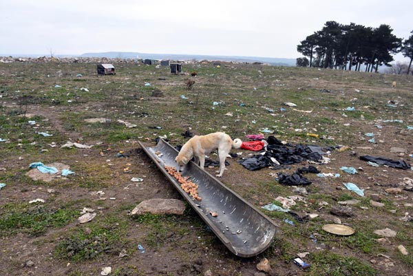 500 köpek ortadan kayboldu !