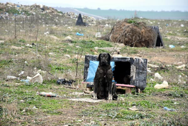 500 köpek ortadan kayboldu !