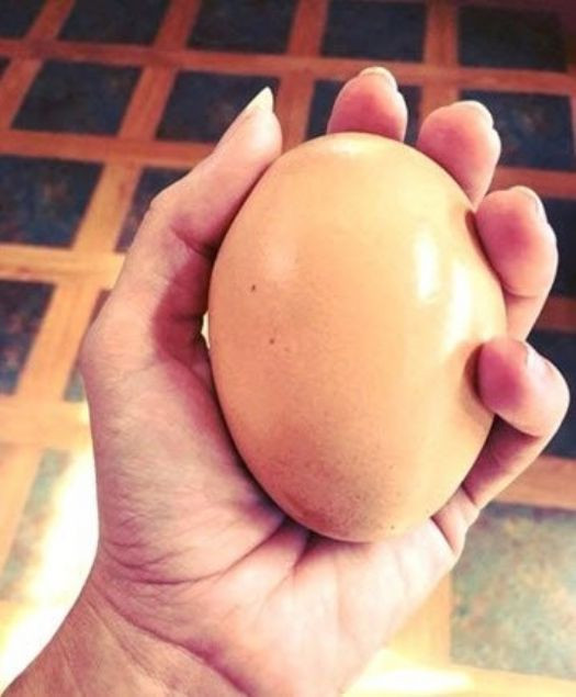 Dev yumurtanın içinden çıkan şey şoke etti!