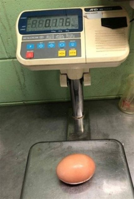 Dev yumurtanın içinden çıkan şey şoke etti!