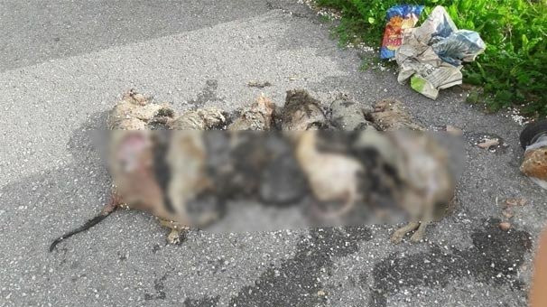 Antalya'da kedi katliamı