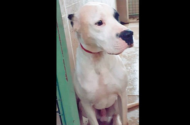 ''Beni tanıdın mı ?'' deyip köpeği üzerine saldı !