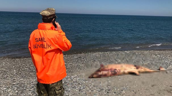 Sinop'tan sonra Samsun'da başladı... Harekete geçildi