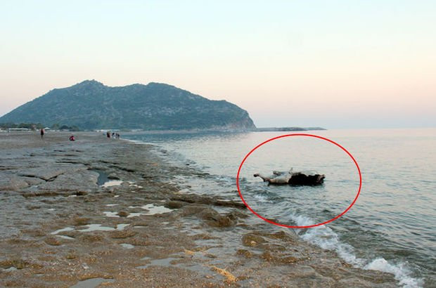 Antalya sahilinde ilginç görüntü ! Kıyıya vurdu...