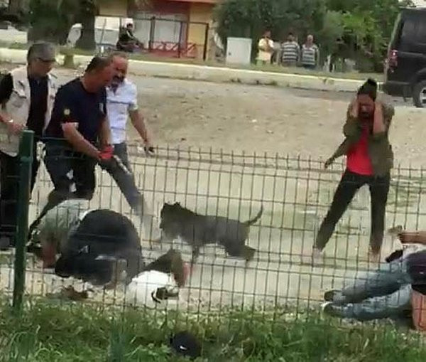 Sokak ortasında pitbull dehşeti