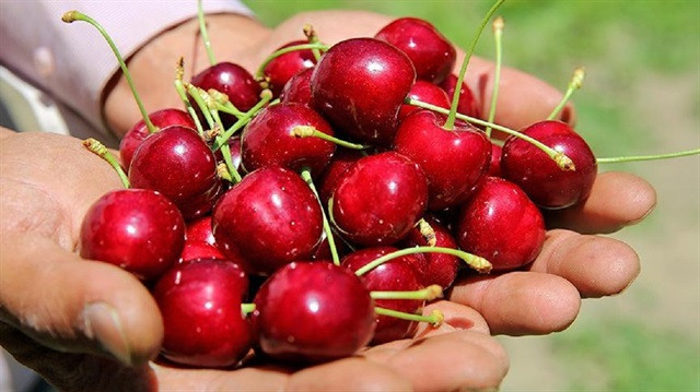 Napolyon kirazın kilosu 12 lira