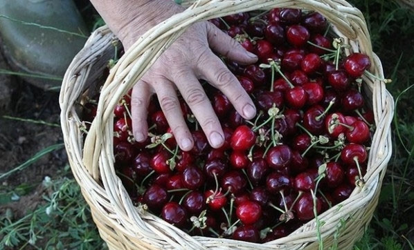 Fiyatı %50 oranında düşerek 7 TL'ye indi