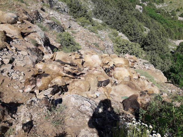 Uçurumdan atlayan koyunların sırrı