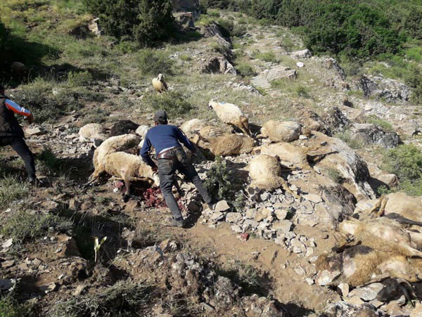 Uçurumdan atlayan koyunların sırrı