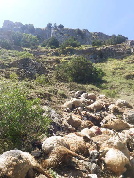 Uçurumdan atlayan koyunların sırrı