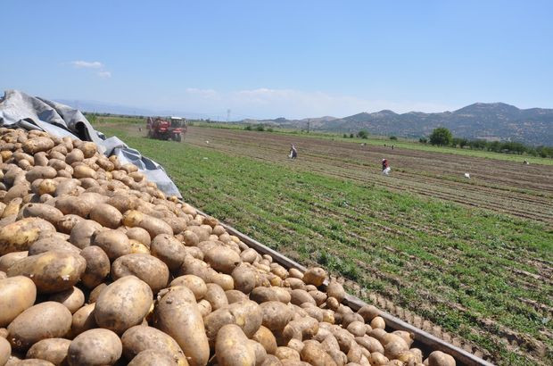 Suriye'den 4 bin ton patates aldık !
