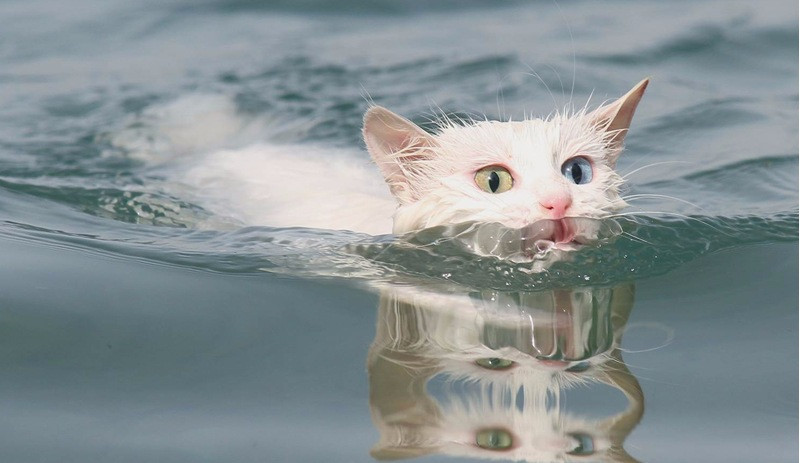 Türkiye'nin yüzen Van kedileri dünyada gündem oldu