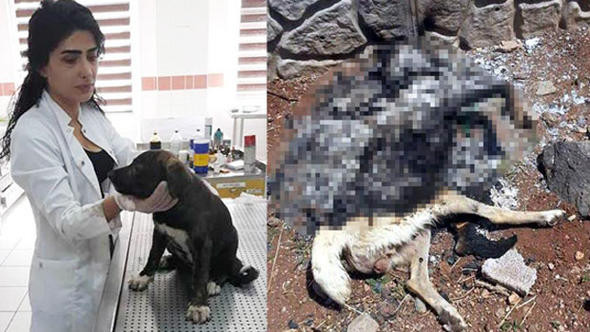 Canlı canlı köpeği yaktılar !