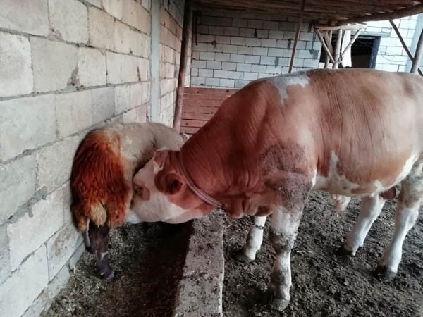 Ahırda nöbet tutunca gözlerine inanamadı ! - Resim: 3