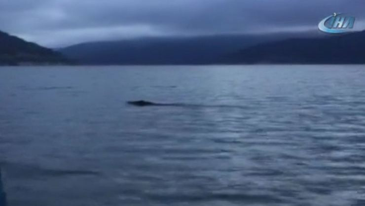 Karadeniz'de ilginç anlar; balıkçı önce balık sandı ama...