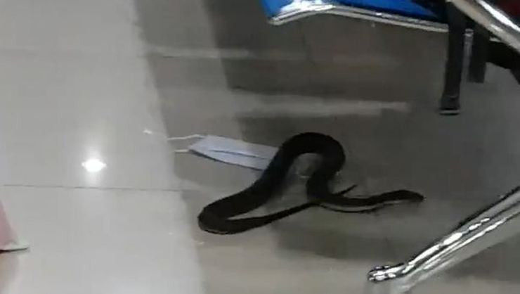 Havalimanında yılan paniği
