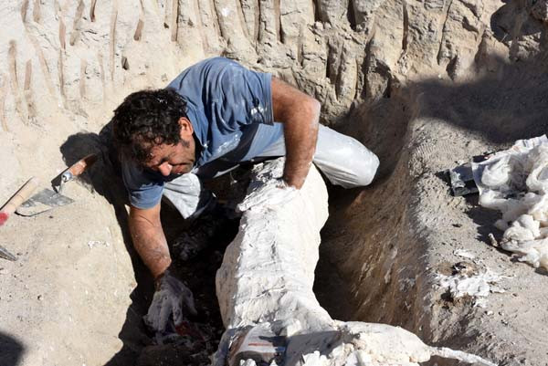 Kayseri'de 7,5 milyon yıllık keşif - Resim: 1