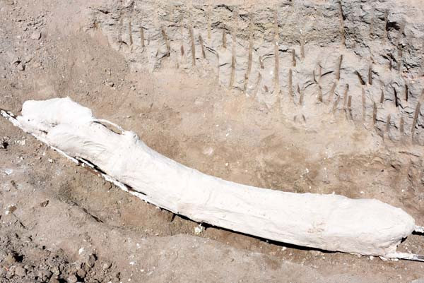 Kayseri'de 7,5 milyon yıllık keşif - Resim: 4
