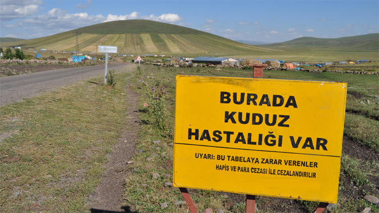 Antalya'da kuduz alarmı ! 7 mahalle karantinada
