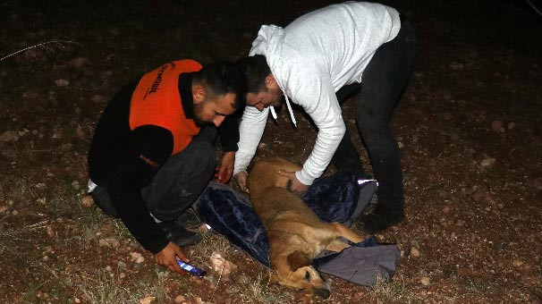 Uçuruma düşen köpek kurtarıldı
