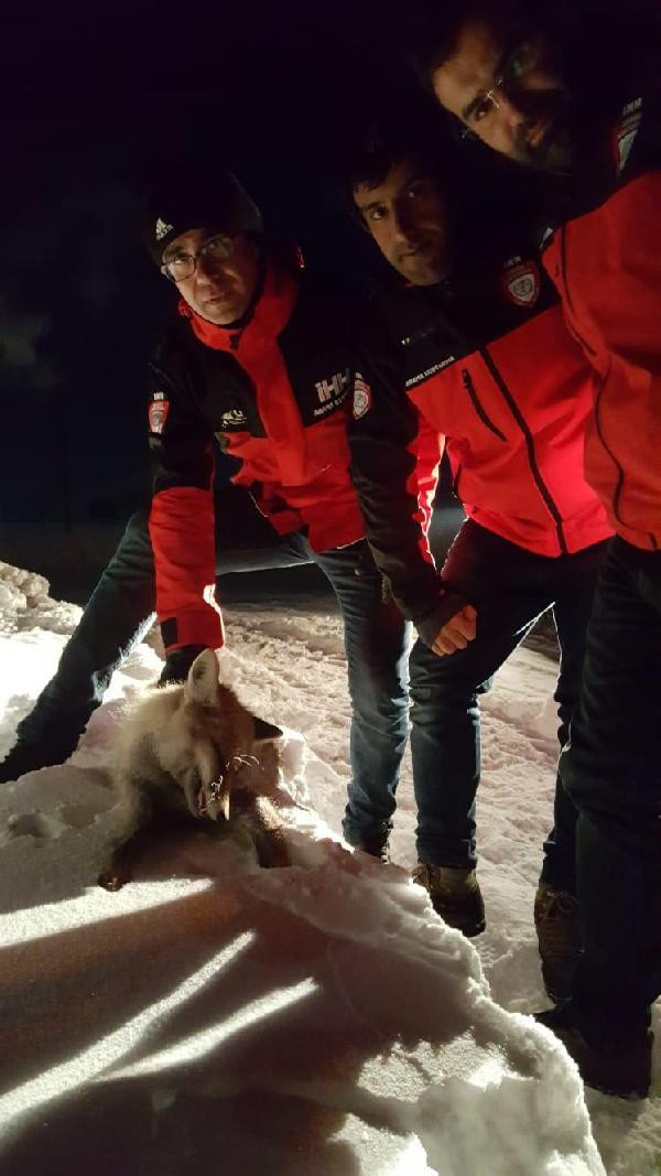 Soğuktan donmuş tilki bulundu