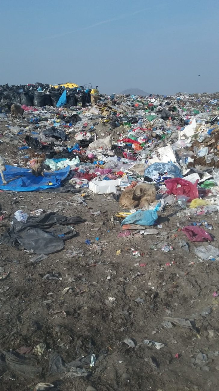 Ölü bedenleri çöpten topladılar - Resim: 3