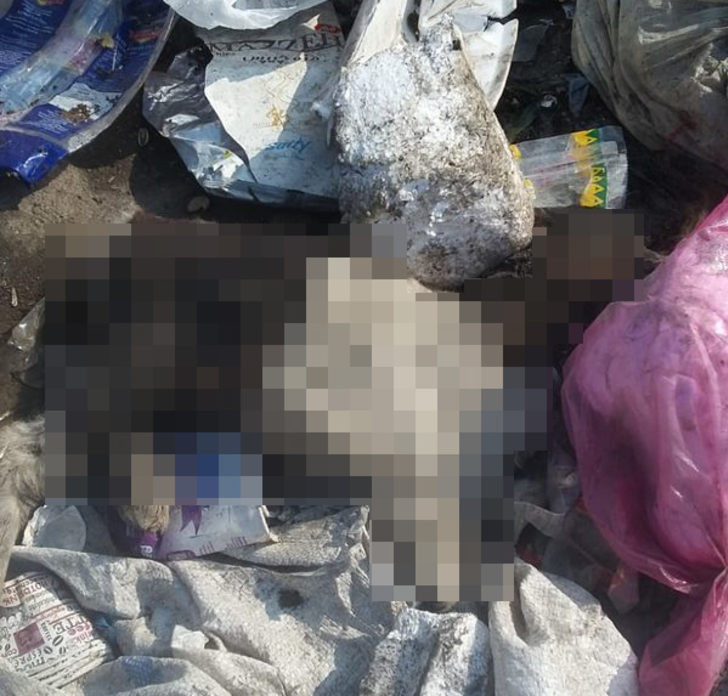 Ölü bedenleri çöpten topladılar