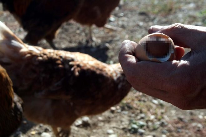 Yumurtanın içinden çıkan şoke etti