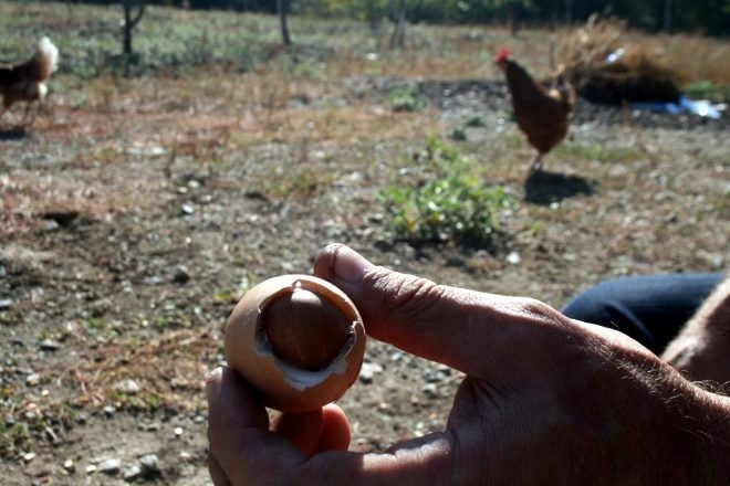 Yumurtanın içinden çıkan şoke etti