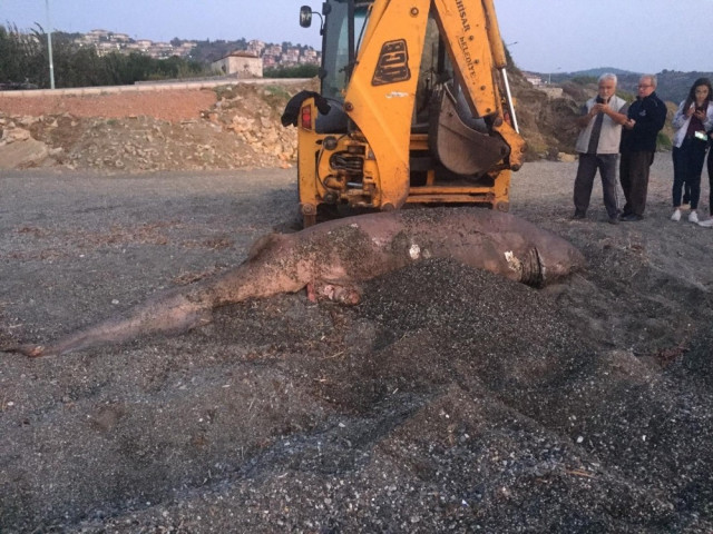İzmir'de köpek balığı karaya vurdu