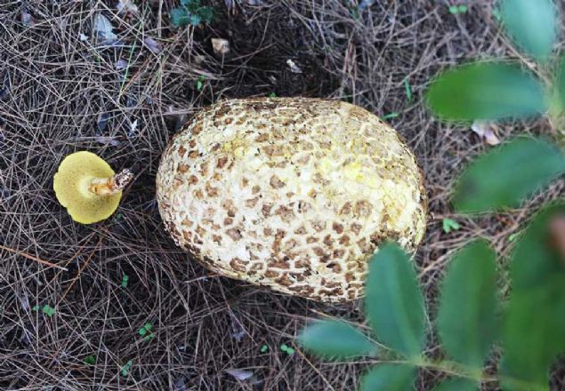 Muğla'da bir ''dev'' bulundu!