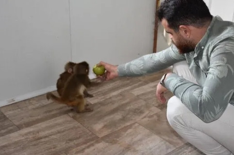 Nesli tükenmek üzere olan canlı Şanlıurfa'dan çıktı!