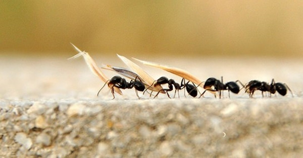 Trafik sıkışıklığını karıncalar çözecek