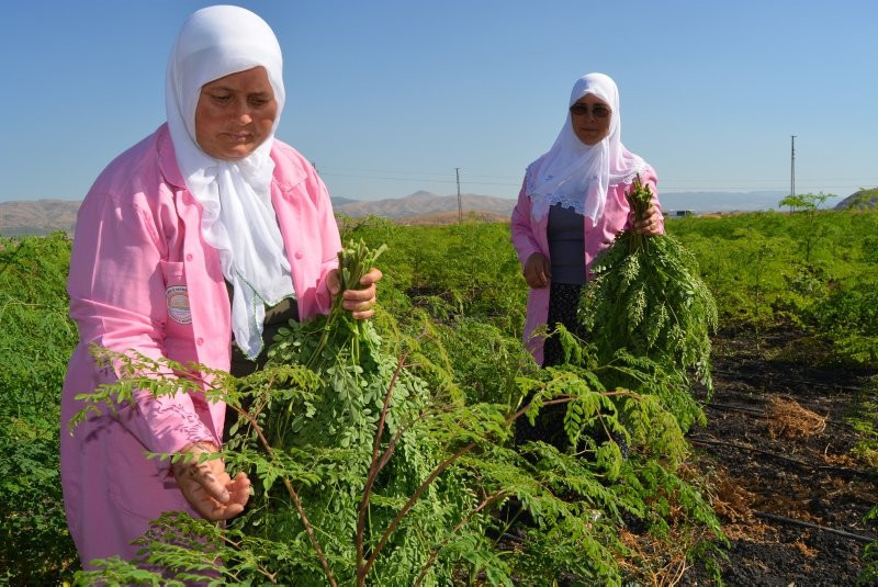 300'den fazla hastalığa iyi geliyor