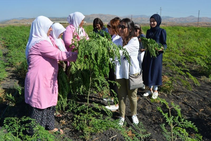 300'den fazla hastalığa iyi geliyor