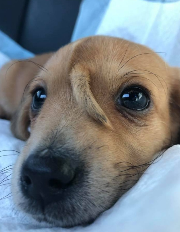 Biri poposunda, biri kafasında... İki kuyruklu köpek görenleri şaşırtıyor!