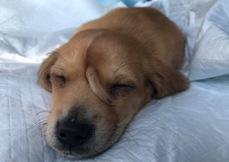 Biri poposunda, biri kafasında... İki kuyruklu köpek görenleri şaşırtıyor!
