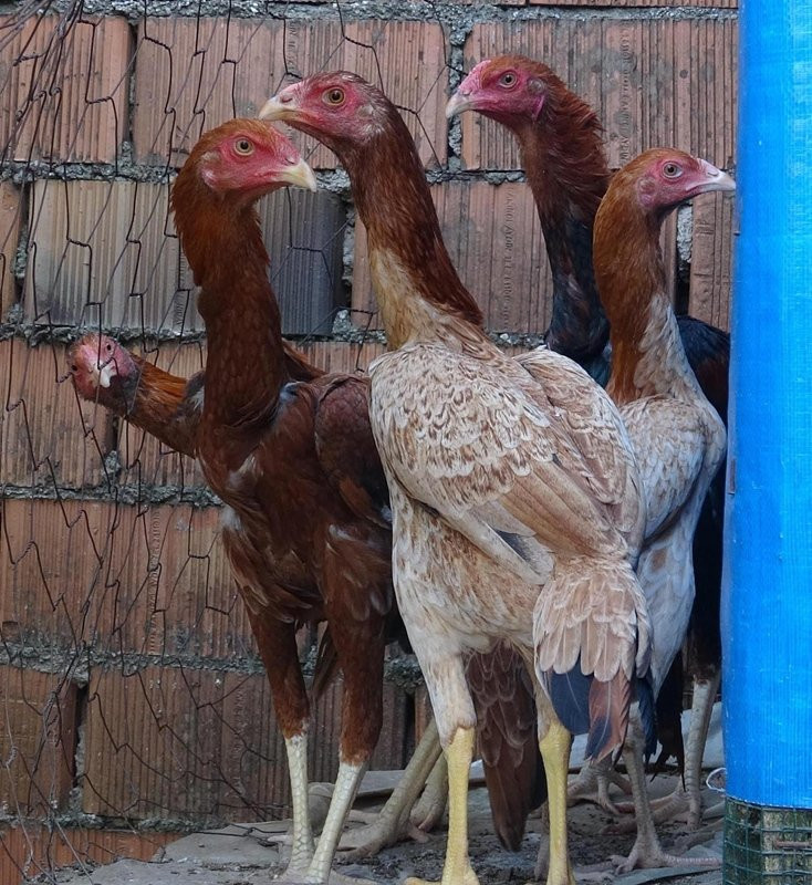Hobi olarak yapmaya başladılar! Şimdi 50 tanesini bin liraya satıyorlar
