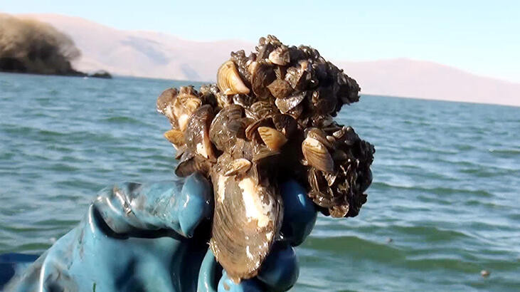 Çıldır Gölü'nde ''zebra midye'' tehlikesi