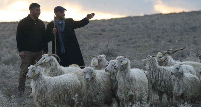 Türkiye 150 bin çoban ithal edecek!