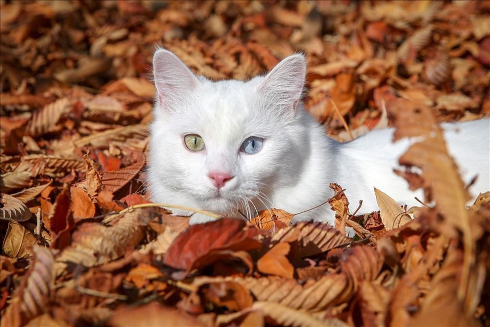 Haftaya damgasını vuran fotoğraflar
