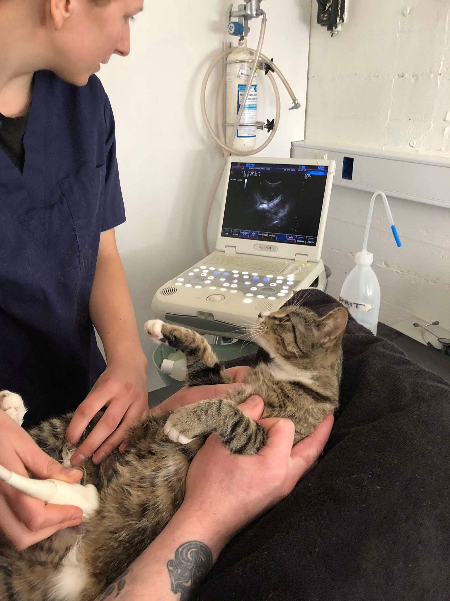 Kilo alan kediyi sahibi veterinere götürdü! Sonuca kedi bile şaşırdı