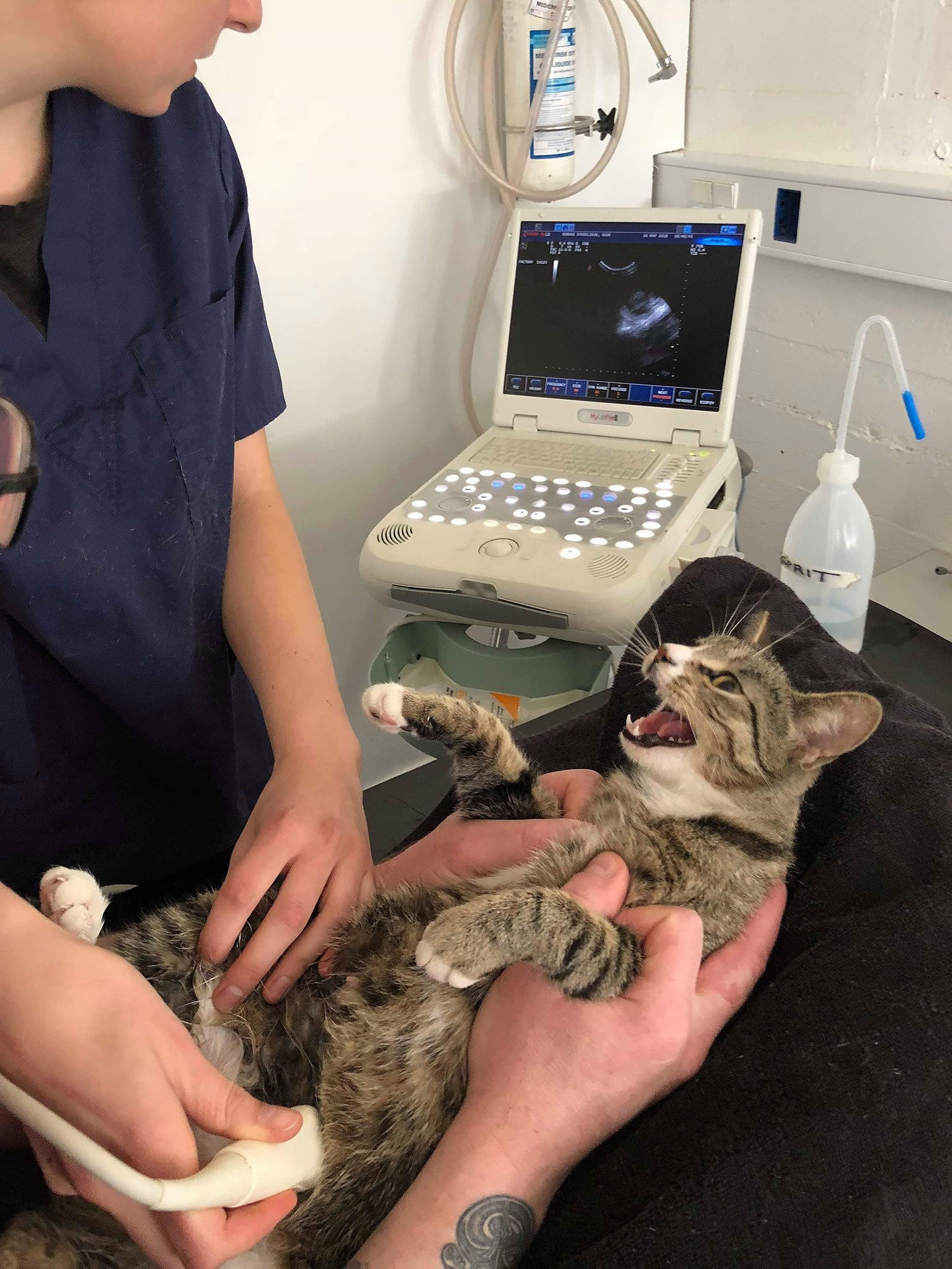 Kilo alan kediyi sahibi veterinere götürdü! Sonuca kedi bile şaşırdı