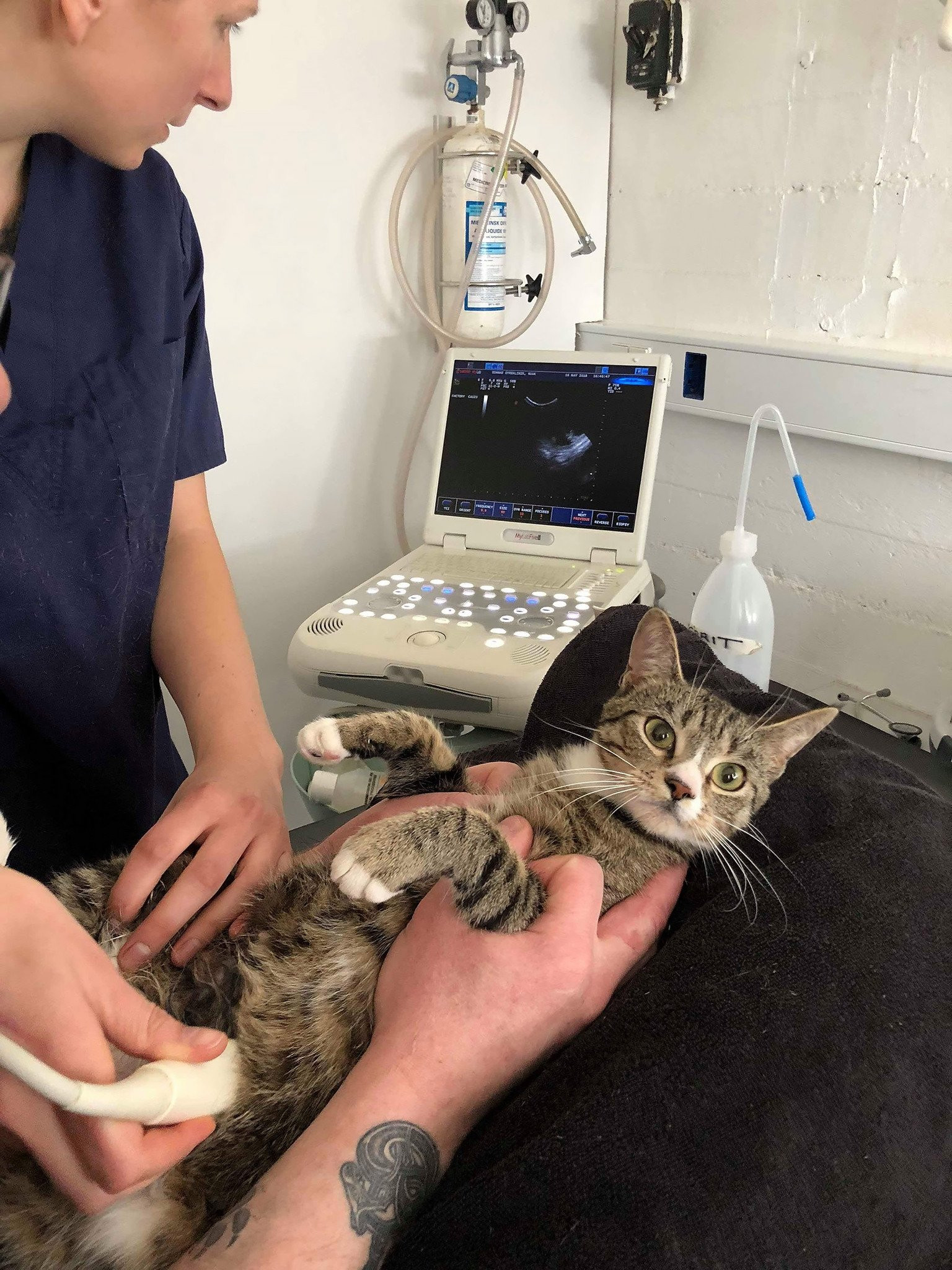 Kilo alan kediyi sahibi veterinere götürdü! Sonuca kedi bile şaşırdı